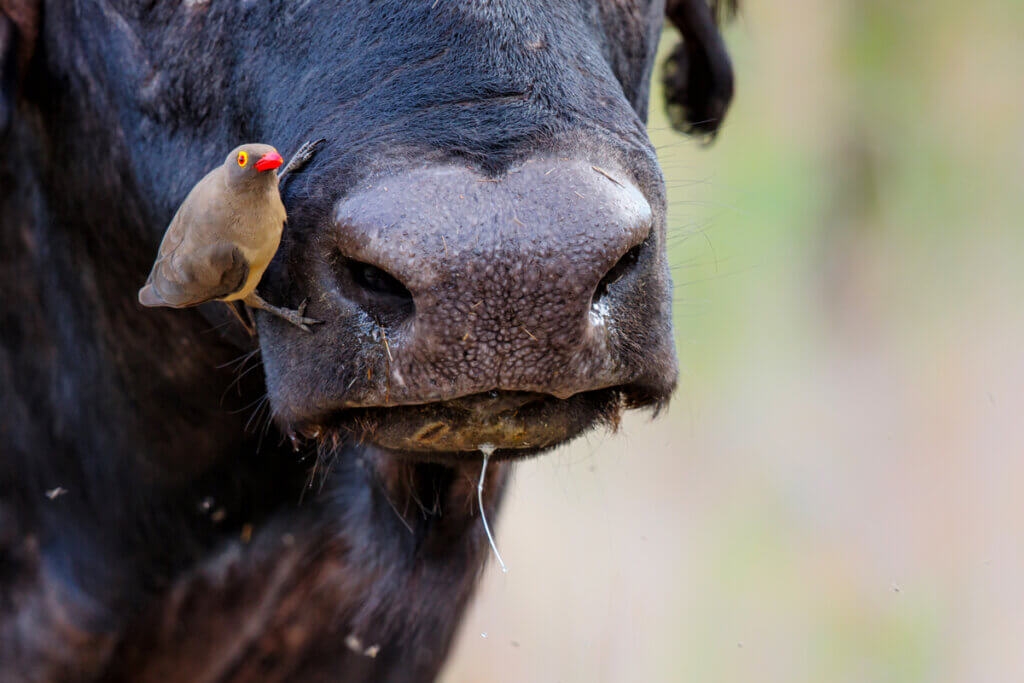 5 animaux vampires que vous ne connaissez pas