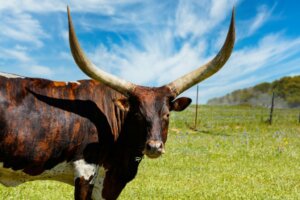 Ankole-Watusi : caractéristiques, reproduction et alimentation