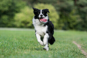 Un border collie qui court.