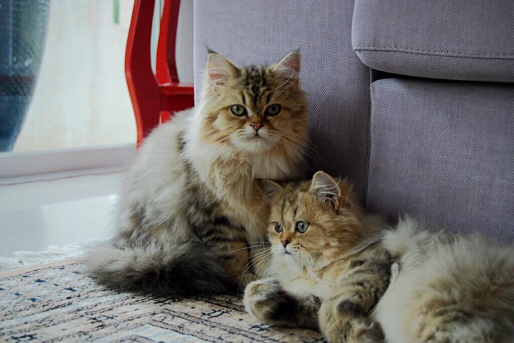 Y a-t-il des chats jumeaux ?