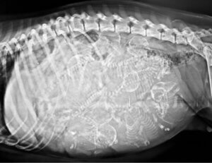 Cyclope : le chien avec un œil et deux langues