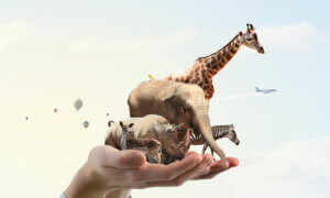 Des animaux sur une main.