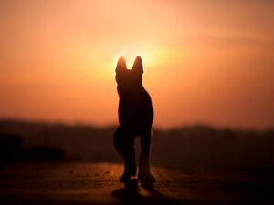 Comment dire à son enfant que son animal est mort ?