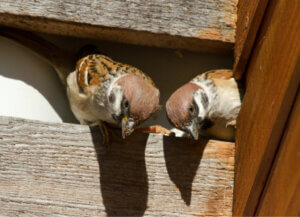Comment faire fuir les oiseaux ?