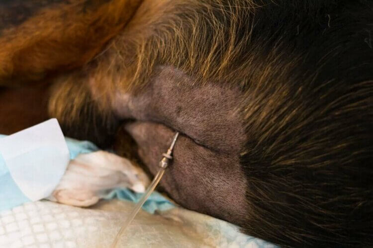 4 causes d'épanchement abdominal chez les animaux de compagnie