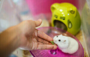 Une main qui nourrit un hamster.