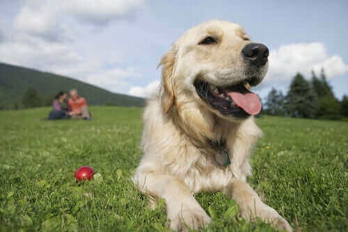 Femmes ou hommes : qui s'entend mieux avec les chiens ?