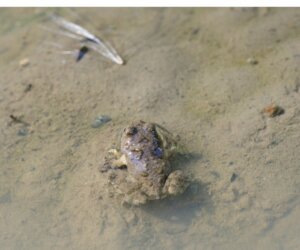 Grenouille de Hall, une espèce redécouverte