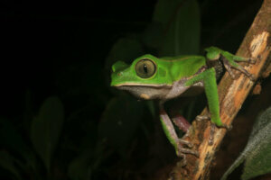 Grenouilles singes : habitat et caractéristiques