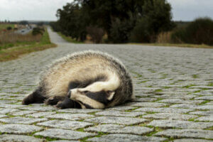 L'habitat piège : pourquoi est-ce un problème ?