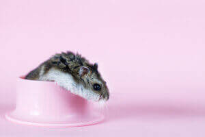 Un hamster sur fond rose.
