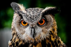 Hiboux et chouettes : quelles sont les différences ?