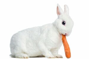 Lapin rex : caractéristiques, soins et alimentation