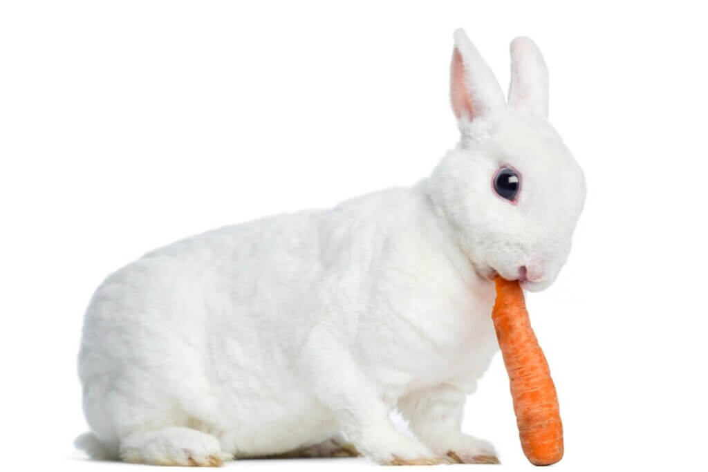 Lapin rex : caractéristiques, soins et alimentation