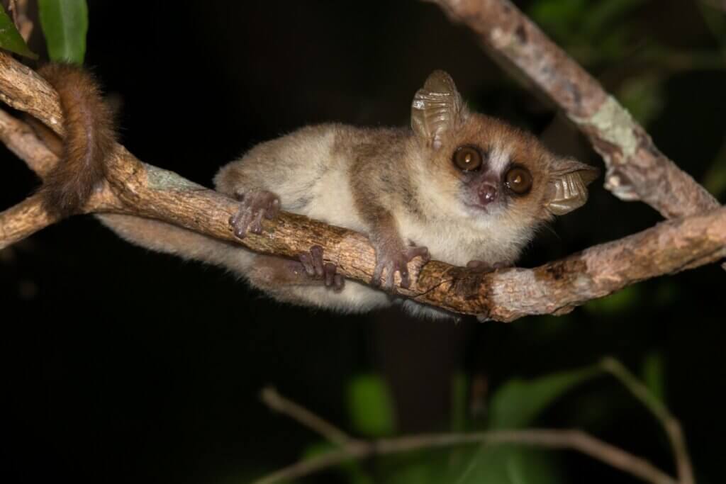 Lémurien gris de la souris : caractéristiques, habitat et reproduction