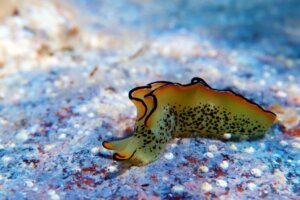 Certaines limaces de mer peuvent régénérer leur corps après avoir perdu la tête