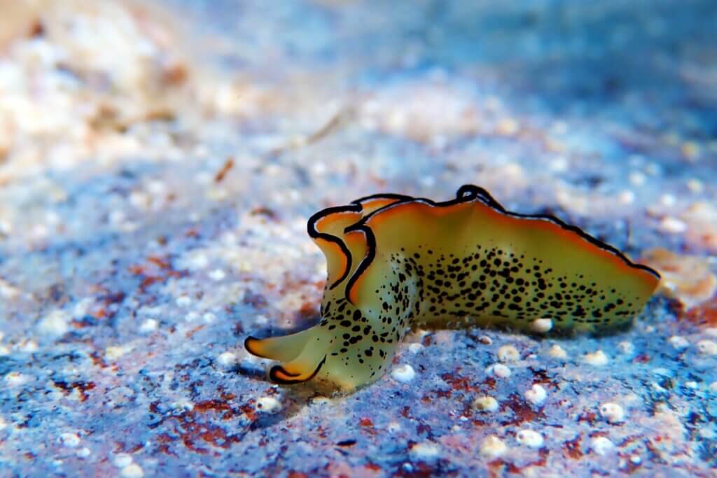 Certaines limaces de mer peuvent régénérer leur corps après avoir perdu la tête