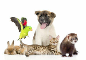 La liste positive des animaux de compagnie en Espagne : en quoi consiste-t-elle?