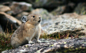 Pikas ou lièvres siffleurs : habitat et caractéristiques
