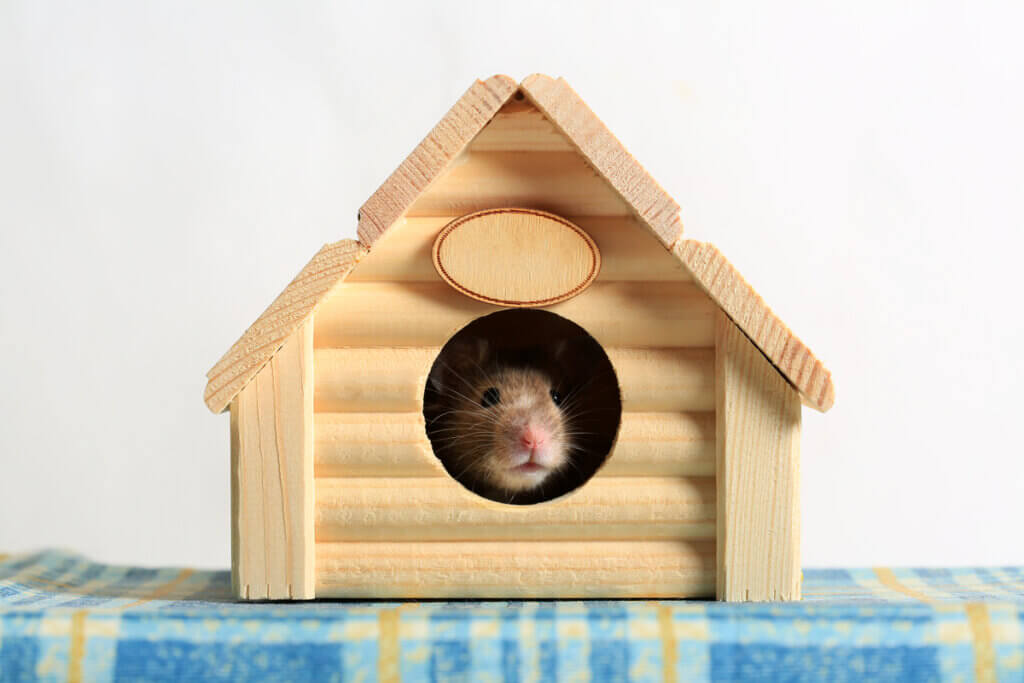 Maisons pour hamsters: types et recommandations