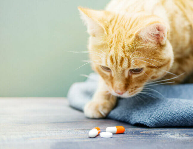 Comment donner des médicaments aux chats ?