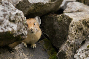 Un pika caché entre des rochers.