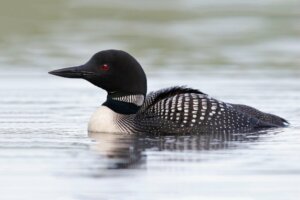 Plongeon huard : caractéristiques, habitat et reproduction