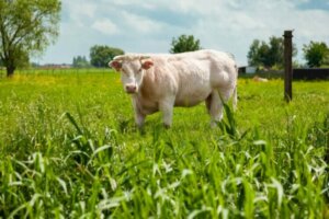 La race blanc bleu belge, une race de vache musclée