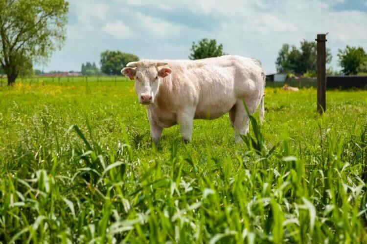 La race blanc bleu belge, une race de vache musclée
