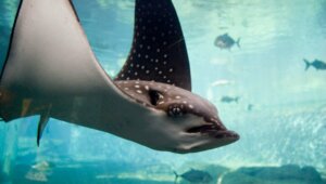 Requin-aigle : un fossile vieux de 93 millions d'années