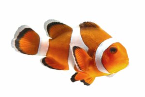 Les soins du poisson-clown