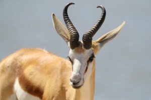 Le springbok : caractéristiques, répartition et habitat