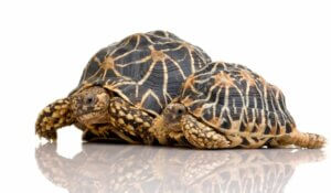 Tortue étoilée d'Inde : caractéristiques, alimentation et reproduction