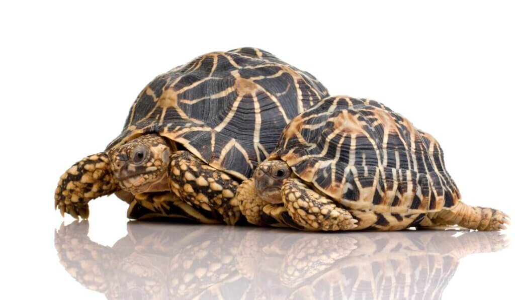 Tortue étoilée d'Inde : caractéristiques, alimentation et reproduction