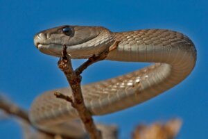 Mamba noir : caractéristiques, habitat et venin