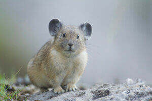 Un pika sur un rocher.
