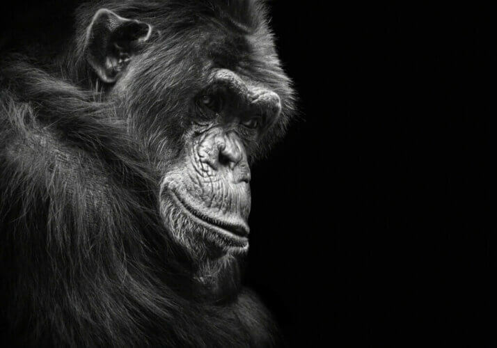 6 animaux qui peuvent souffrir de dépression