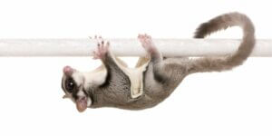 Les 6 animaux domestiques les plus étranges