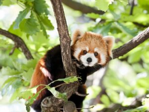 6 animaux similaires au raton laveur