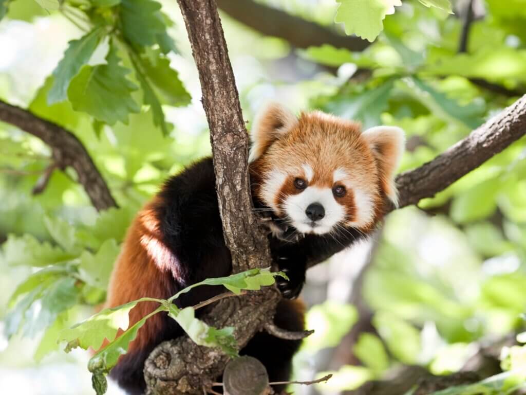 6 animaux similaires au raton laveur