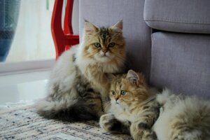 Comment identifier un chat mâle d'une femelle ?