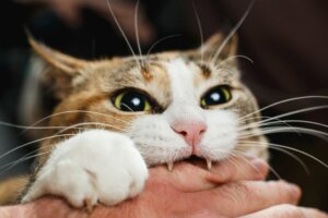 4 conseils pour éviter que votre chat ne vous morde