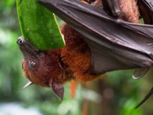 5 animaux qui ne mangent que des fruits