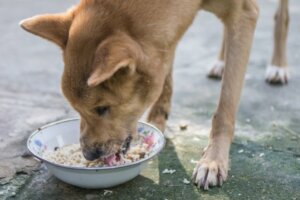 Le riz est-il bon pour les chiens ?