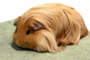 Cochon d'Inde Sheltie : caractéristiques, alimentation et soins