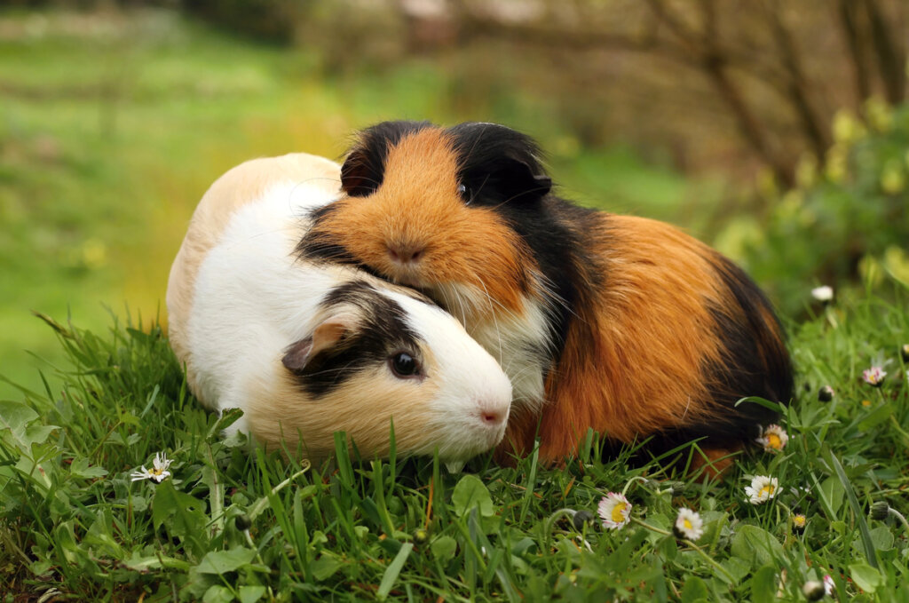Cochon d'Inde: races et soins