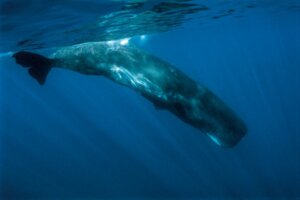 6 faits curieux sur le cachalot