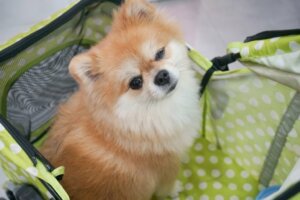 Garderie pour chiens : avantages et inconvénients