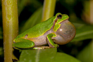 Pourquoi les grenouilles chantent-elles ?
