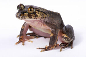 Existe-t-il des grenouilles avec des poils ?